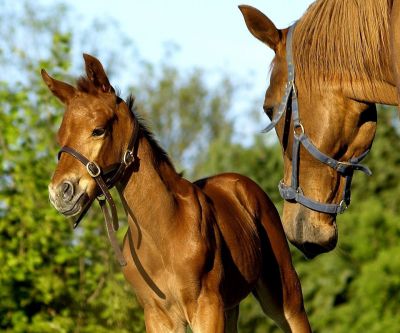 horses