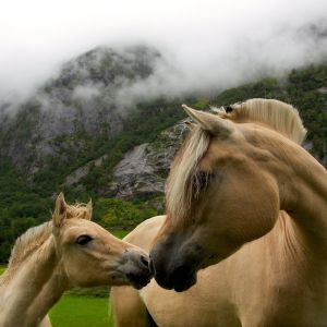 horses