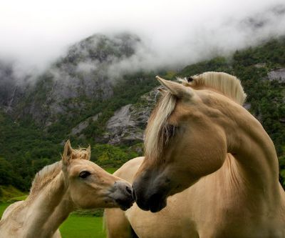 horses