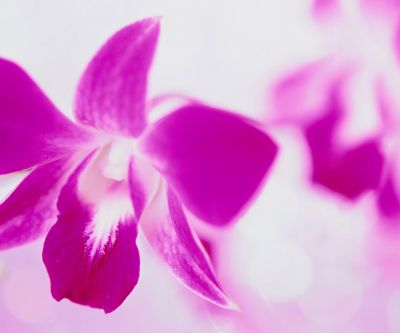 Orchid