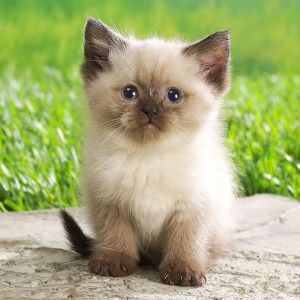 Cute Kitty