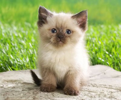 Cute Kitty