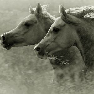 horses