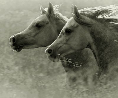 horses