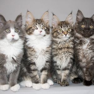 maine coon