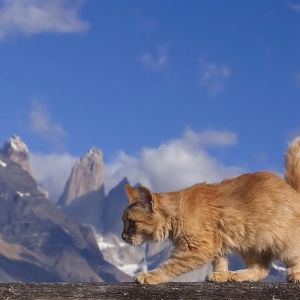 maine coon