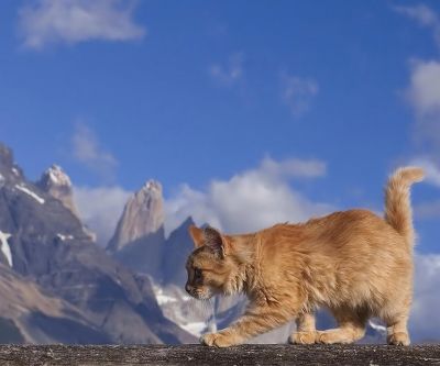 maine coon