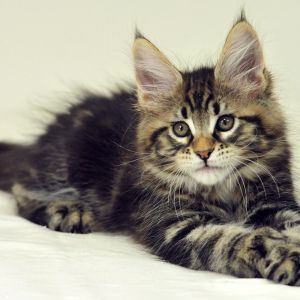 maine coon