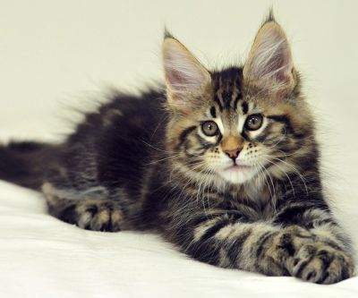 maine coon