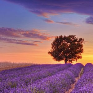 Lavender field