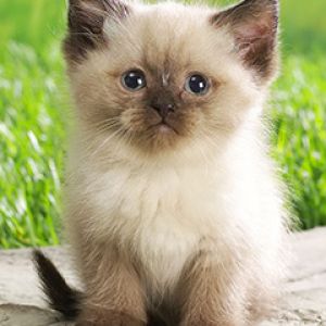 Cute Kitty