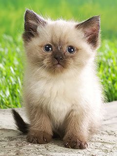 Cute Kitty