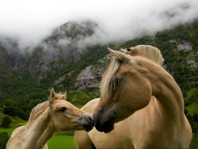 horses