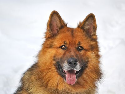 german shepherd