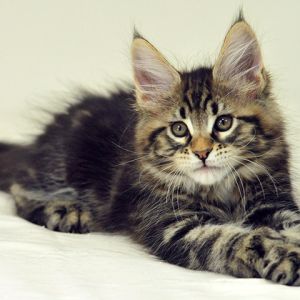 maine coon