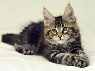 maine coon