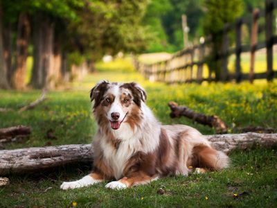 australian shepherd