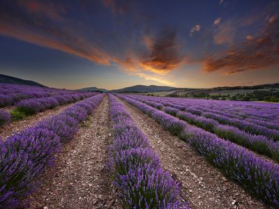 provence