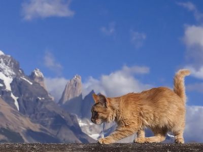 maine coon