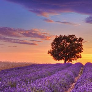 lavender field