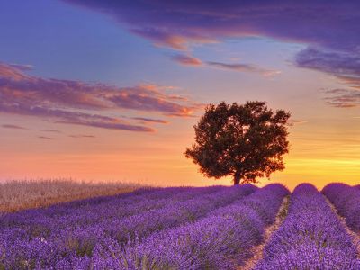 lavender field