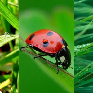 Ladybird