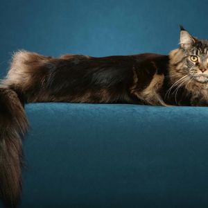 maine coon