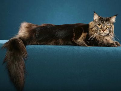 maine coon