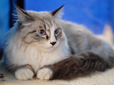 maine coon