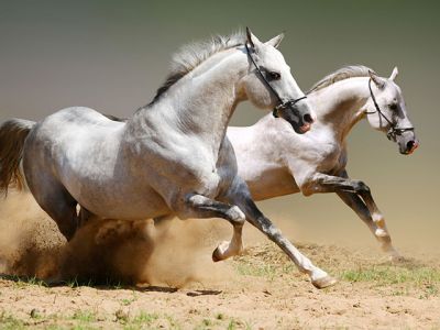 white horses