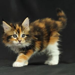 maine coon