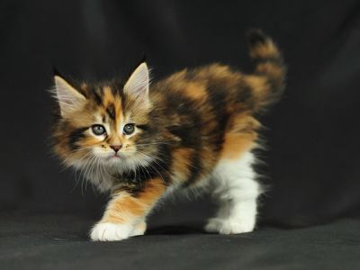 maine coon