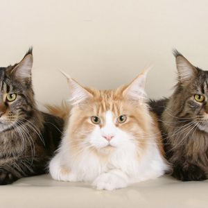 maine coon