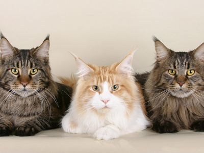 maine coon