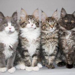 maine coon