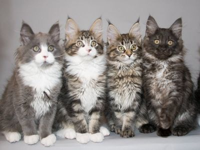 maine coon