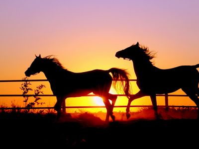 horses