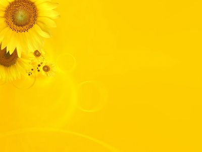 sunflower