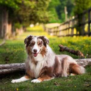 australian shepherd