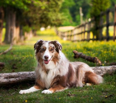 australian shepherd