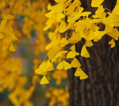 ginkgo