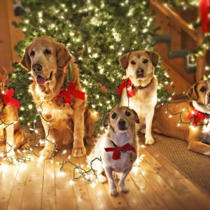 Christmas Dogs