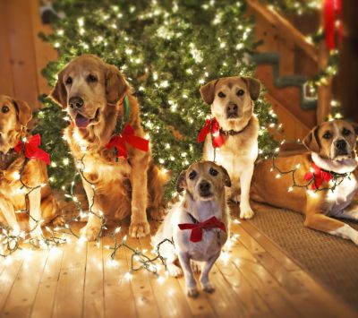 Christmas Dogs