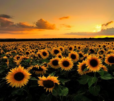 sunset sunflowers