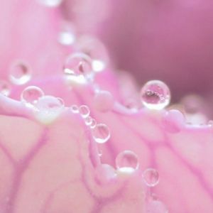 Pink water drops 