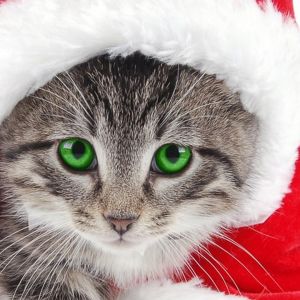 Christmas Cat 