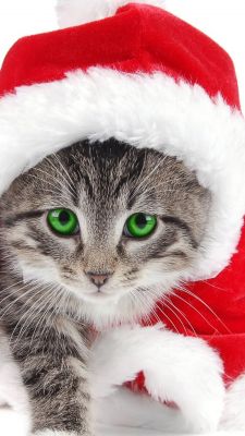 Christmas Cat 