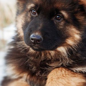 German shepherd puppy