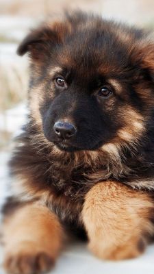 German shepherd puppy