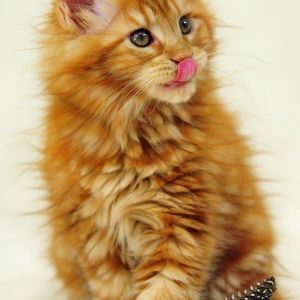 Maine Coon